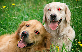 XM平台注册狗脸关键点标注技术引发行业关注